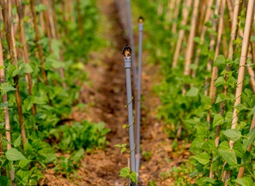 ""Cách chọn rau an toàn" " 