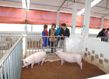 Chuyên gia EMRO Nhật Bản thị sát trang trại ORFARM