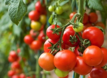 11 lý do nên ăn cà chua